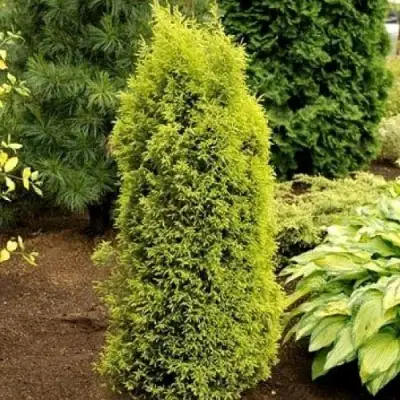 Можжевельник ГОЛД КОН обыкновенный в Витебске