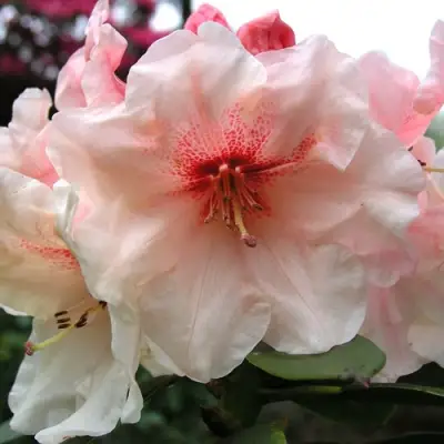 Рододендрон ХАНЯ	 в Витебске