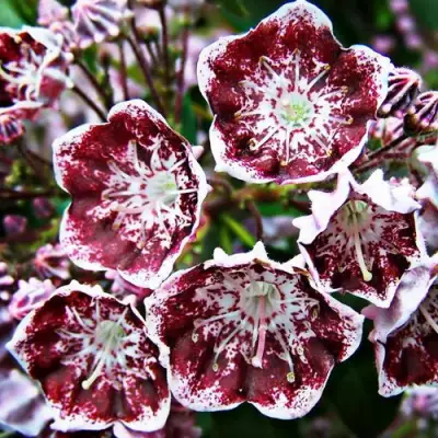 Кальмия БЛЕК ЛЕЙБЛ  в Витебске