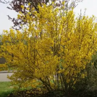 Форзиция КАМСОН промежуточная в Витебске