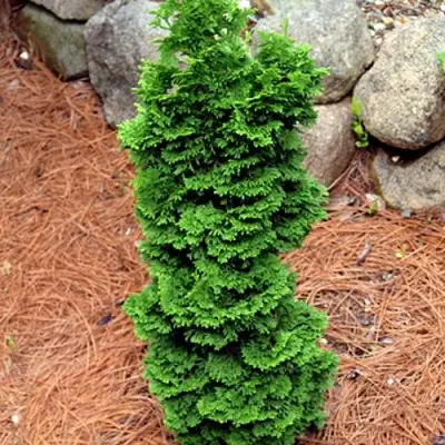 Туя СПИРАЛИС МИНИ западная в Витебске