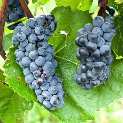 Виноград ВЭЛИАНТ в Витебске