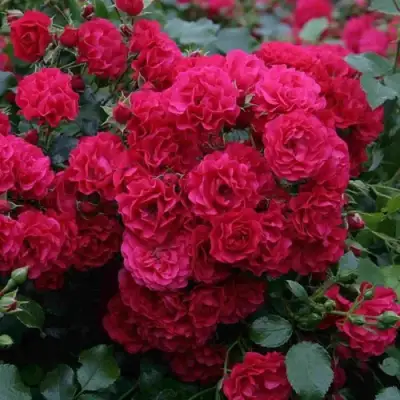 Роза РАДОСТЬ САДОВНИКА (ГАРТЕН ФРОЙДЕ) почвопокровная в Витебске