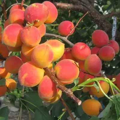 Абрикос РУБИН в Витебске