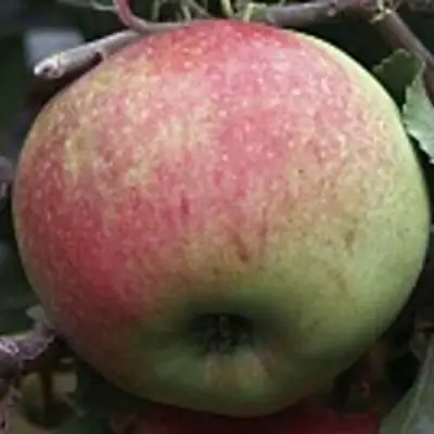 Яблоня СОКОЛОВСКОЕ стелющаяся в Витебске