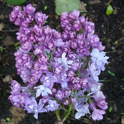 Сирень НАДЕЖДА в Витебске