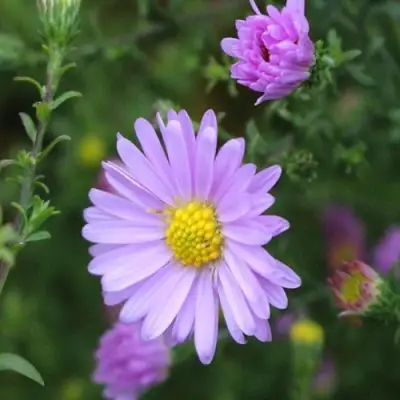 Астра СТРОУБЕРРИ ЭНД КРИМ новобельгийская в Витебске