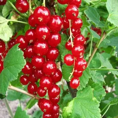 Смородина красная ФЕРТОДИ в Витебске