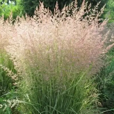 Вейник ОВЕРДАМ остроцветковый в Витебске