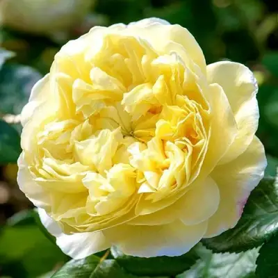 саженцы розы Чарльз Дарвин