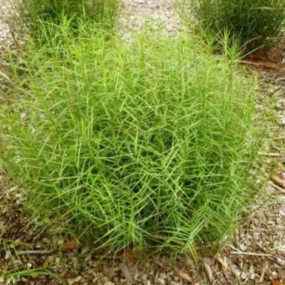 Осока ПАЛЬМОЛИСТНАЯ в Витебске