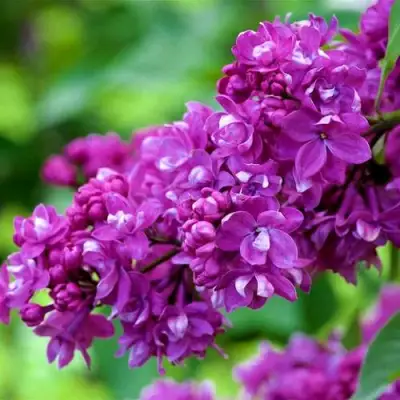 Сирень ОГНИ ДОНБАССА в Витебске