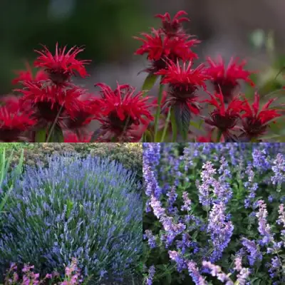 Комплект АРОМАТНЫЙ ЧАЙ в Витебске