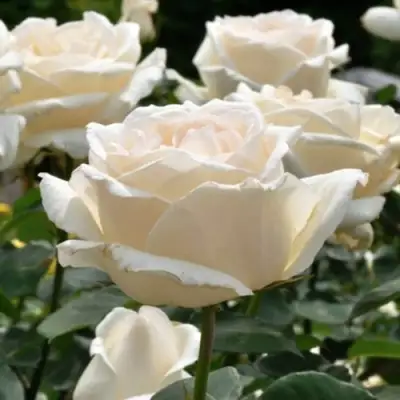 Роза БОИНГ чайно-гибридная в Витебске