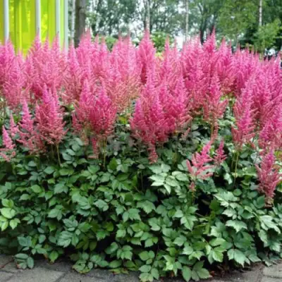 Астильба ВИЖНС ИН ПИНК китайская в Витебске