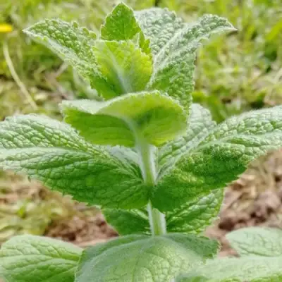 Мята яблочная в Витебске