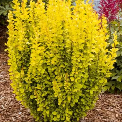 Барбарис ГОЛДЕН ТОРЧ тунберга в Витебске