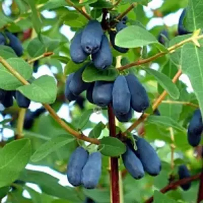 Жимолость съедобная АМФОРА в Витебске