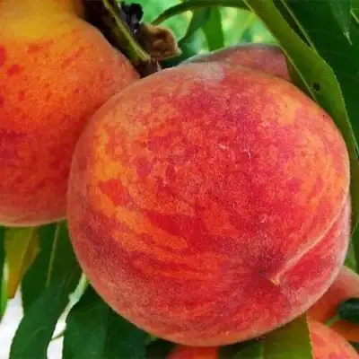 Персик ЗОЛОТОЙ ЮБИЛЕЙ в Витебске