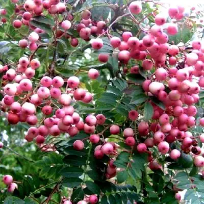 Рябина COREAL сладкоплодная  в Витебске