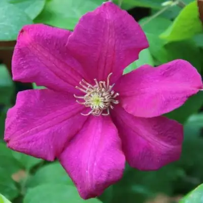 Клематис ЭРНЕСТ МАРКХАМ в Витебске