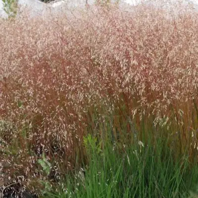 Щучка извилистая в Витебске