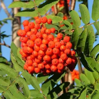 Рябина САХАРНАЯ ПЕТРОВА сладкоплодная в Витебске