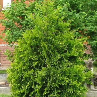 Туя АНЯ (АНИЕ) западная в Витебске