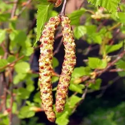 Береза бородавчатая в Витебске