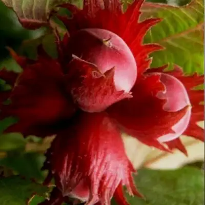 Фундук БАГРЯНЕЦ в Витебске