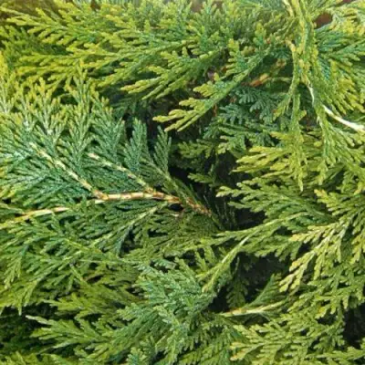 Кипарисовик ЭЛВУДИ ЭМПАЙР лавсона в Витебске