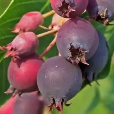 Ирга MANDAN в Витебске