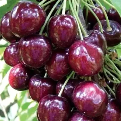 Черешня СИЛЬВИЯ колоновидная в Витебске