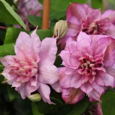 Клематис ИННОСЕНТ ГЛАНС в Витебске