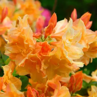 Азалия ЧАРДАШ листопадная в Витебске