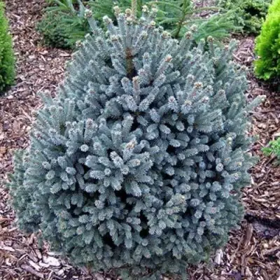 Ель НАНА сизая в Витебске