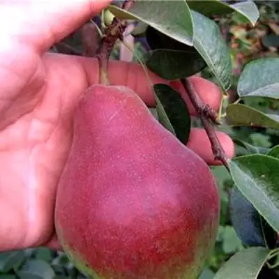 Груша РУМЯНАЯ КЕДРИНА в Витебске