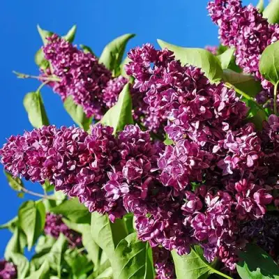 Сирень ЧАРЛЬЗ ДЖОЛИ в Витебске