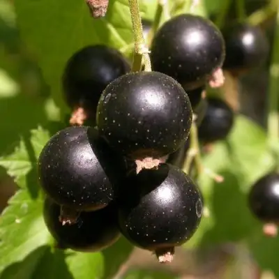 Смородина чёрная БИНАР в Витебске