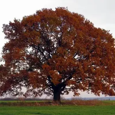 Дуб скальный в Витебске