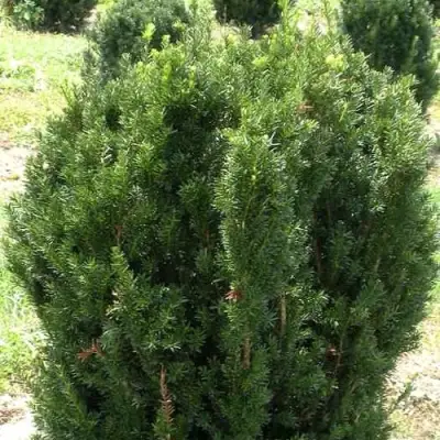 Тис ХИКСИ средний в Витебске