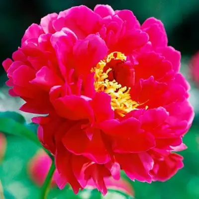 Пион ХРАБРЫЙ ВОИН травянистый в Витебске