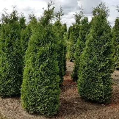 Туя ХОЛМСТРУП западная в Витебске
