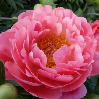 Пион КОРАЛ САНСЕТ травянистый в Витебске