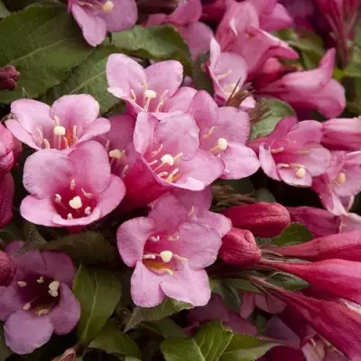 Вейгела ФЛОРИДА в Витебске