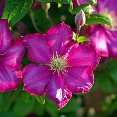 Клематис КАРМЕНСИТА в Витебске