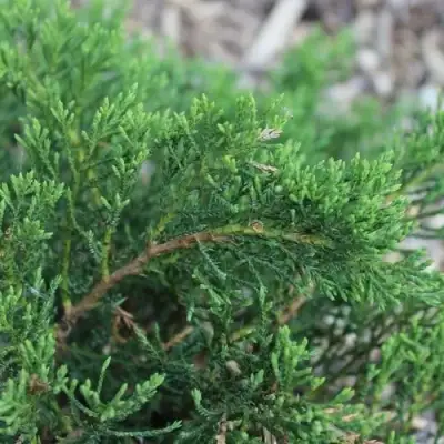 Можжевельник РОКЕРИ ДЖЕМ казацкий  в Витебске