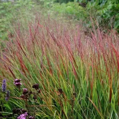 Просо РЕБРАУН прутьевидное в Витебске