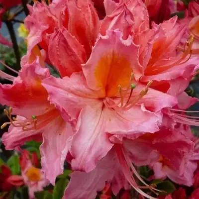 Азалия ПИНК ДЕЛАЙТ листопадная	 в Витебске