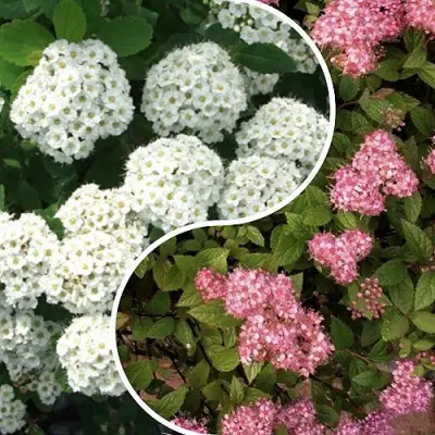 Комплект ТАЛАНТЛИВЫЙ САДОВОД в Витебске